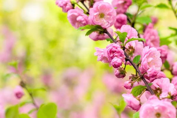 Flor de cerezo oriental — Foto de Stock