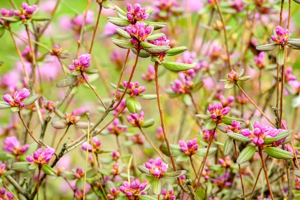 Arbusto de flor de rododendro — Foto de Stock