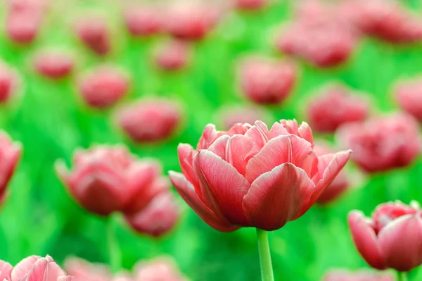 Tulipa vermelha close-up — Fotografia de Stock