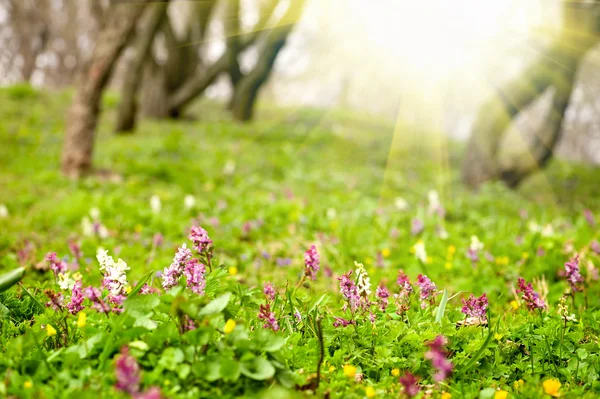 Corydalis solida achtergrond — Stockfoto