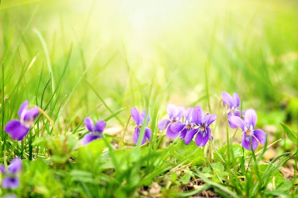 Viola odorata detail — Stock fotografie