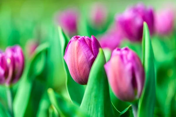 Tulipa roxa close-up — Fotografia de Stock