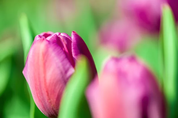 Lila Tulpe in Nahaufnahme — Stockfoto