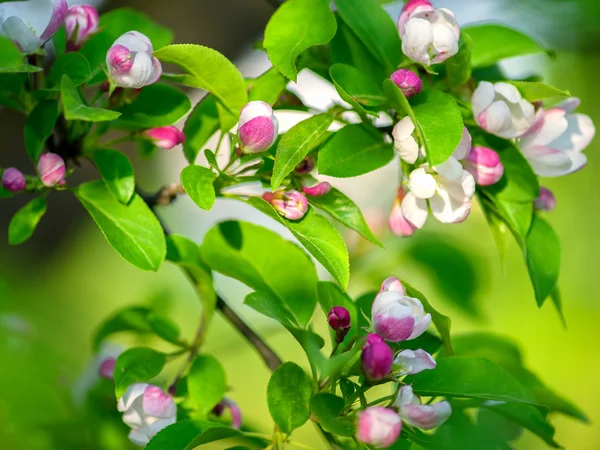 Blommande äppelträd — Stockfoto