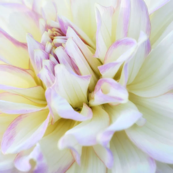 Chrysanthème fleur close-up — Photo