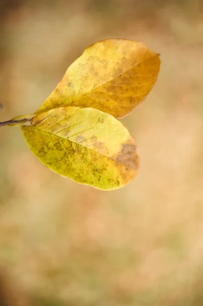 Herbstblätter — Stockfoto