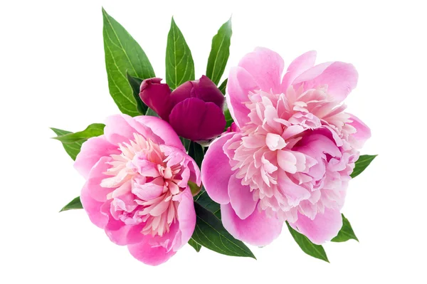 Pink peony bouquet — Stock Photo, Image