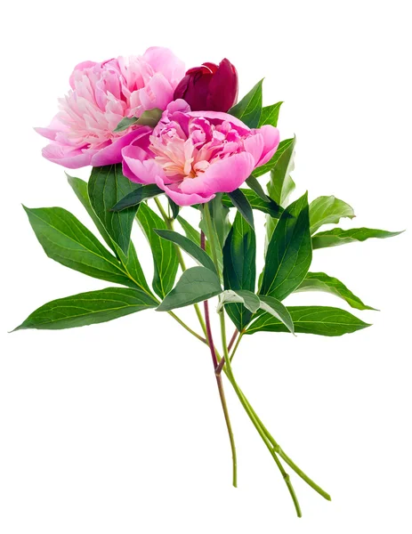 Peony bouquet isolated — Stock Photo, Image