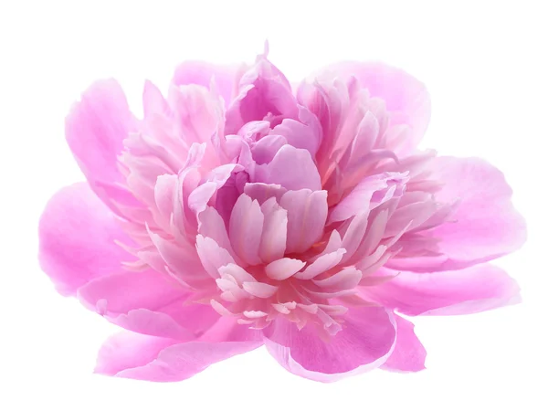 Rosa pion blomma — Stockfoto
