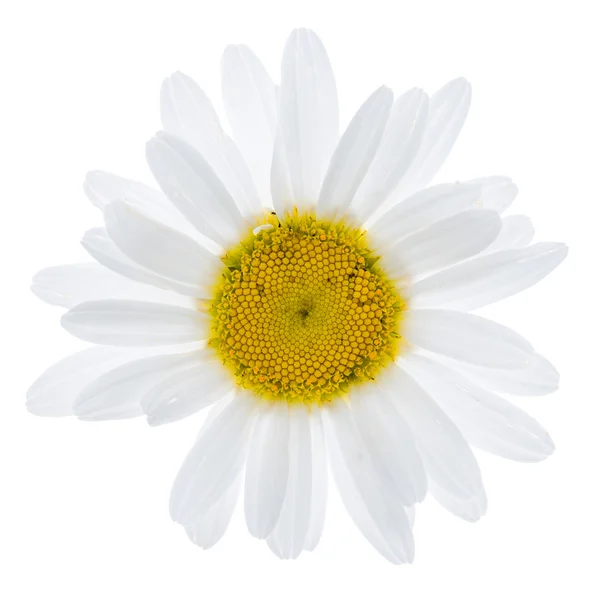 White daisy flower — Stock Photo, Image