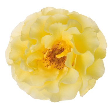 Floribunda Sarı Gül 