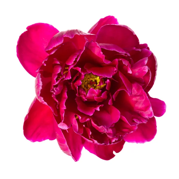 Rosa pion blomma — Stockfoto