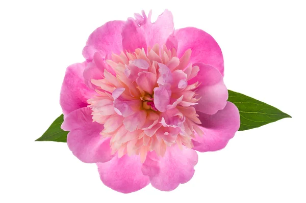 Rosa pion blomma — Stockfoto