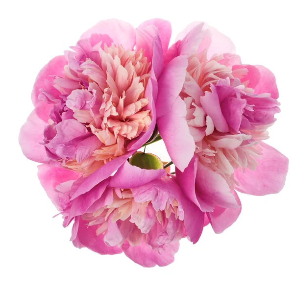 Three peonies isolated — Stock Photo, Image