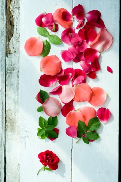 Rose petals background — Stock Photo, Image