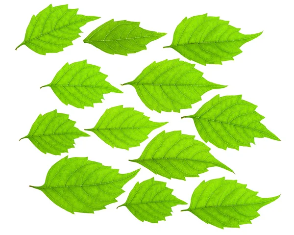 Zestaw zielony liść — Zdjęcie stockowe