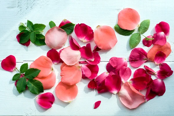 Achtergrond rozenblaadjes — Stockfoto