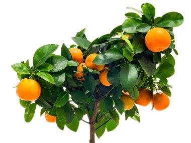 Calamondin tree close-up