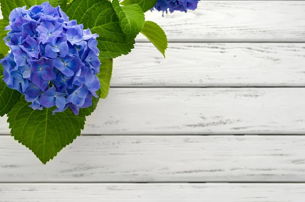 Pozadí modré hortenzie — Stock fotografie