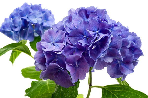 Purple hydrangea flower — Stock Photo, Image