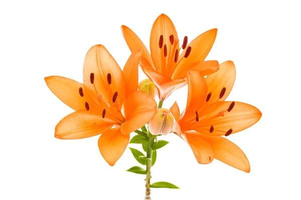 Oranje lily geïsoleerd — Stockfoto