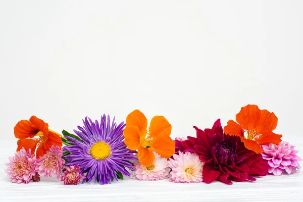 Świeże kwiaty jesienne — Zdjęcie stockowe