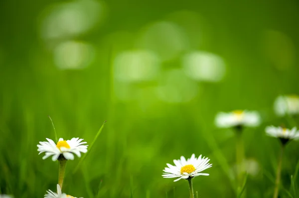 Naturliga daisy bakgrund — Stockfoto