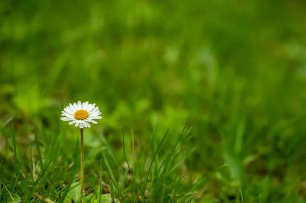 Természetes daisy háttér — Stock Fotó