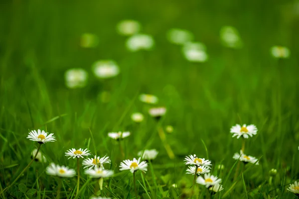 Natural daisy background — Stock Photo, Image