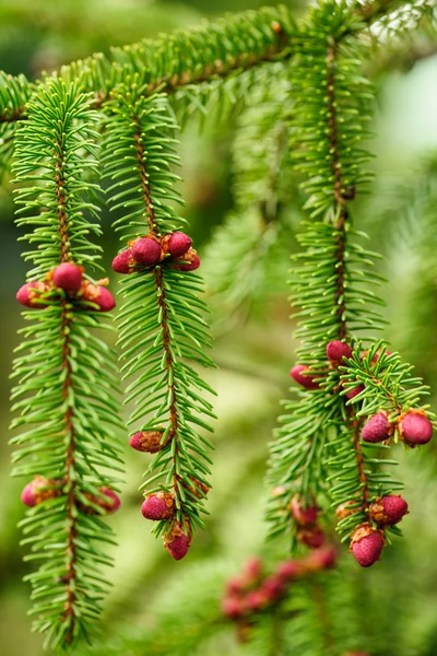 Cône de sapin rouge — Photo