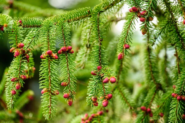 Cône de sapin rouge — Photo