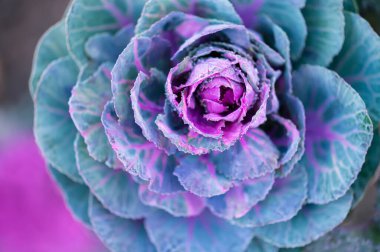 Decorative flowering cabbage with vivid purple and cyan leaves in rosette formation. Detailed macro shot ideal for botanical, gardening, agriculture, and natural pattern backgrounds. Horizontal composition.