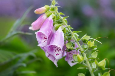 Beautiful foxglove blossoms with spotted pattern and tubular petals in soft focus. Perfect for botanical, gardening, medicinal plants, nature beauty, floral design, and summer garden concepts. Horizontal.