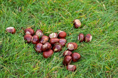 Shiny chestnuts on grass lawn depicting fall season harvest and foraging. Perfect for autumn, nature, food, seasonal concepts, agriculture, organic produce, and natural textures. Horizontal composition.
