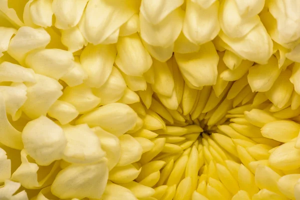 Chrysanthème fond abstrait — Photo