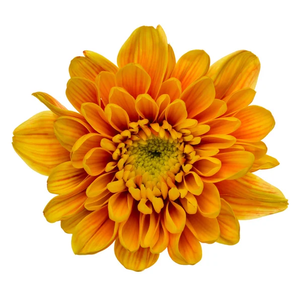 Orange Chrysantheme isoliert — Stockfoto