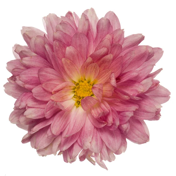 Pink chrysanthemum flower — Stock Photo, Image