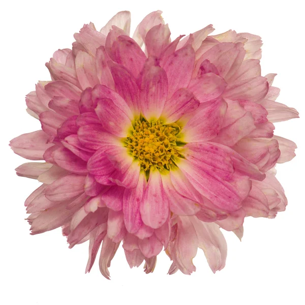 Fleur de chrysanthème rose — Photo