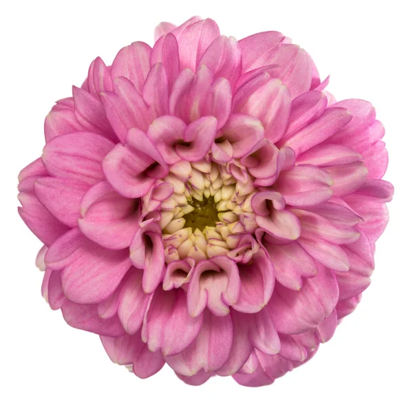 Pink dahlia isolated — Stock Photo, Image