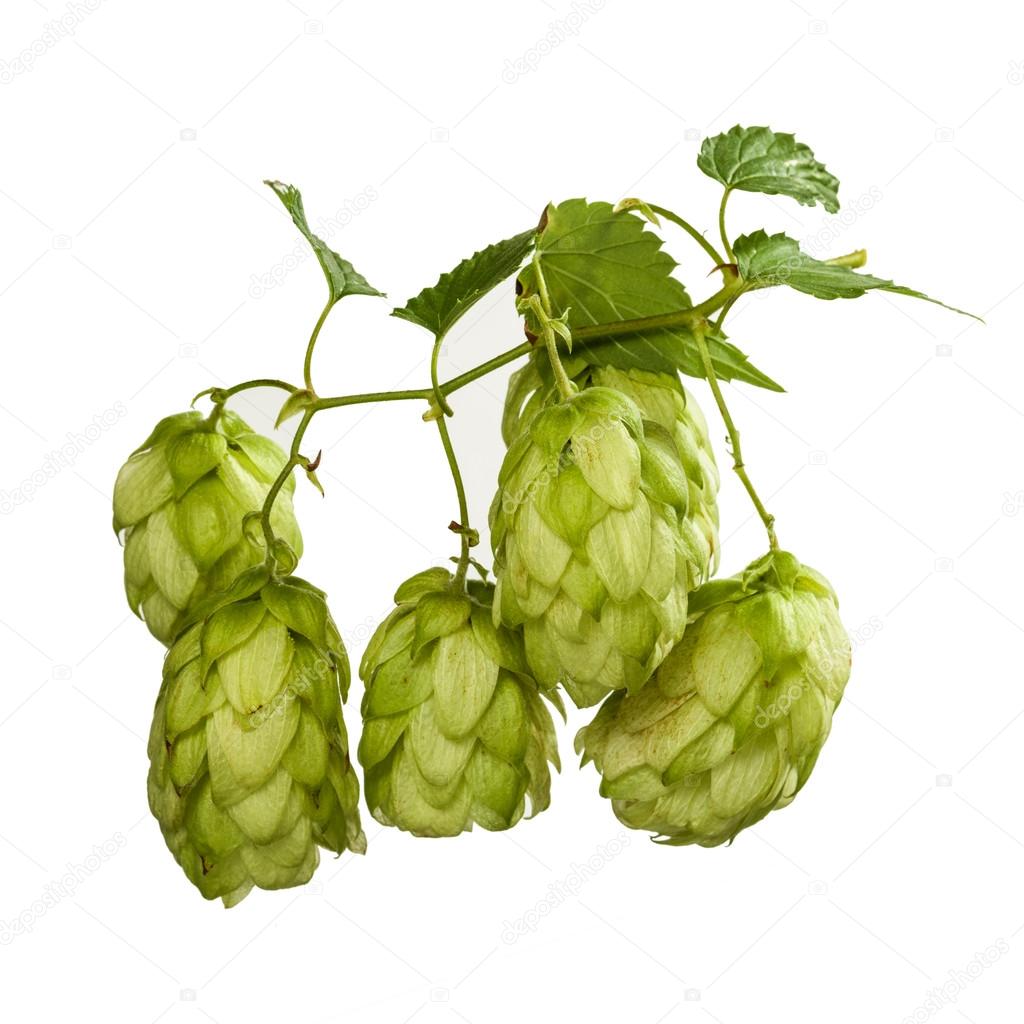 Hop cones isolated