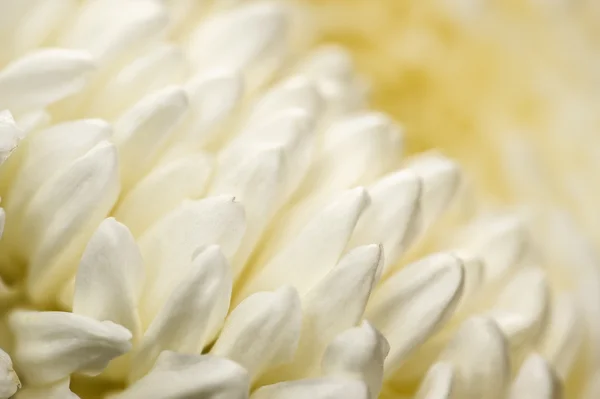 Chrysanthemen abstrakter Hintergrund — Stockfoto
