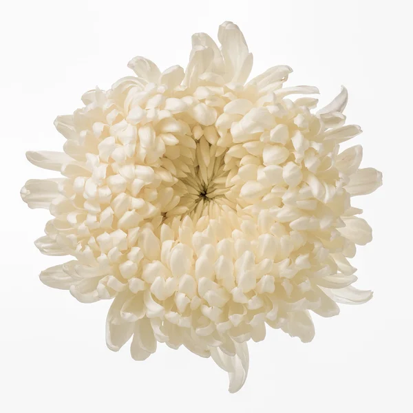 White chrysanthemum isolated — Stock Photo, Image