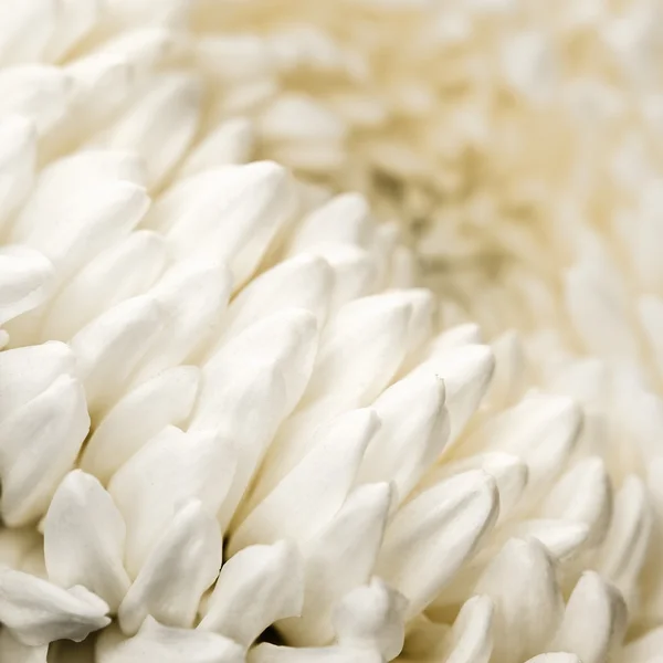 Chrysanthemum abstract background — Stock Photo, Image