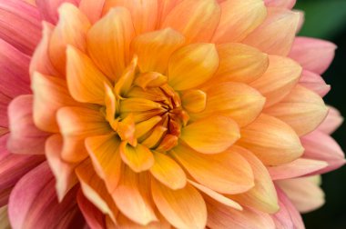 Renkli dahlia makro