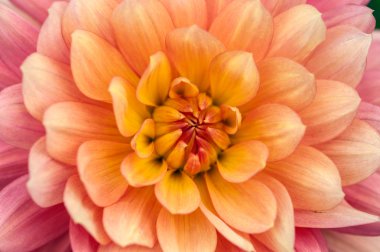 Renkli dahlia makro