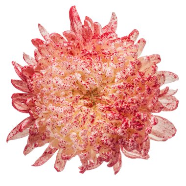 Renkli krizantem izole