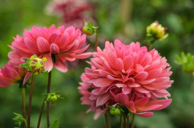 Pembe dahlias açık havada