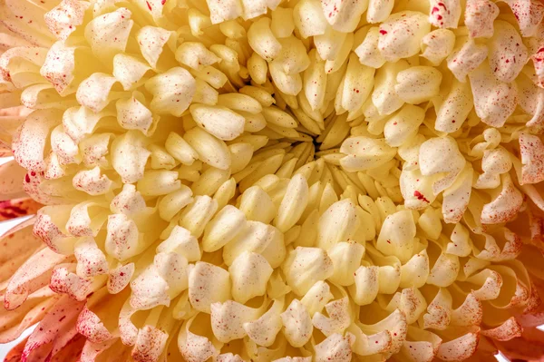 Macro chrysanthème coloré — Photo