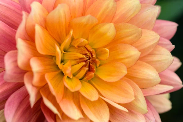 Färgglada dahlia makro — Stockfoto