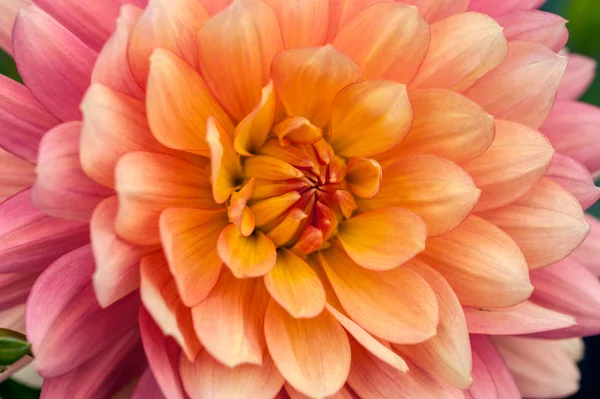 Renkli dahlia makro